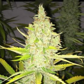 Chicle AKA Bubbledawg - T.H. SEEDS | TanieSianie.pl