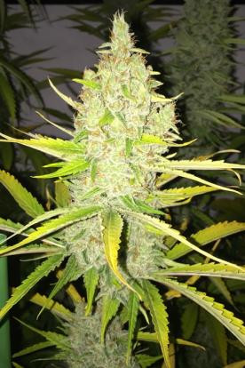 Chicle AKA Bubbledawg - T.H. SEEDS | TanieSianie.pl