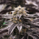 OGKZ - HUMBOLDT SEED | TanieSianie.pl