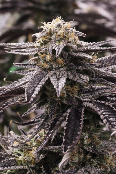 OGKZ - HUMBOLDT SEED | TanieSianie.pl