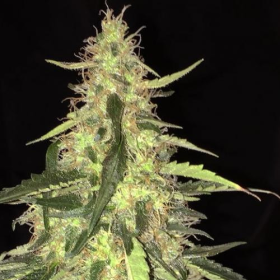 S.A.G.E. CBD - T.H. SEEDS | TanieSianie.pl