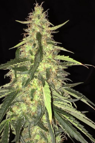 S.A.G.E. CBD - T.H. SEEDS | TanieSianie.pl