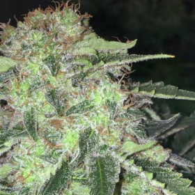 La S.A.G.E. CBD - T.H. SEEDS | TanieSianie.pl