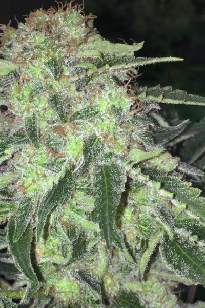 La S.A.G.E. CBD - T.H. SEEDS | TanieSianie.pl