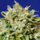 Sweet Peach Auto CBD - Original Sensible Seeds | TanieSianie.pl