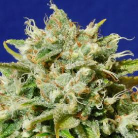 Sweet Peach Auto CBD - Original Sensible Seeds | TanieSianie.pl