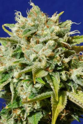 Sweet Peach Auto CBD - Original Sensible Seeds | TanieSianie.pl