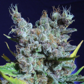 Runtz Gum - Original Sensible Seeds | TanieSianie.pl