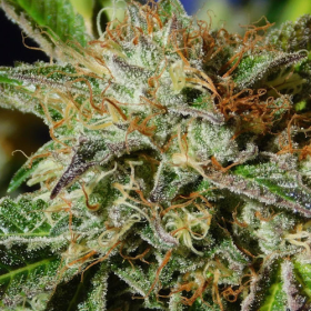 Auto Ghost Cookies - Original Sensible Seeds | TanieSianie.pl