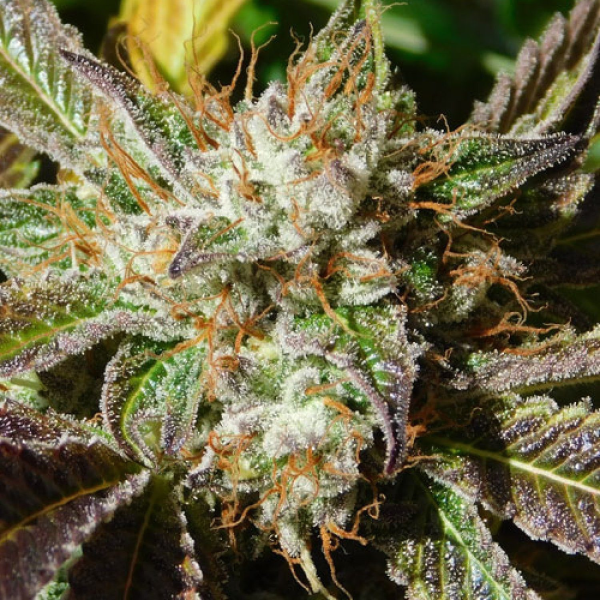 Do Si Dos Auto - Original Sensible Seeds | TanieSianie.pl