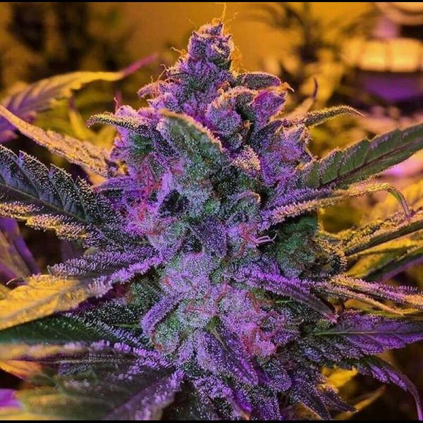 Purple Haze | TanieSianie.pl