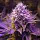 Purple Haze | TanieSianie.pl