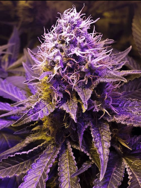 Purple Haze | TanieSianie.pl