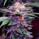 Purple Haze | TanieSianie.pl