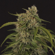 Sir Jack Auto CBD - EXOTIC SEED | TanieSianie.pl
