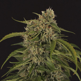 Sir Jack Auto CBD - EXOTIC SEED | TanieSianie.pl