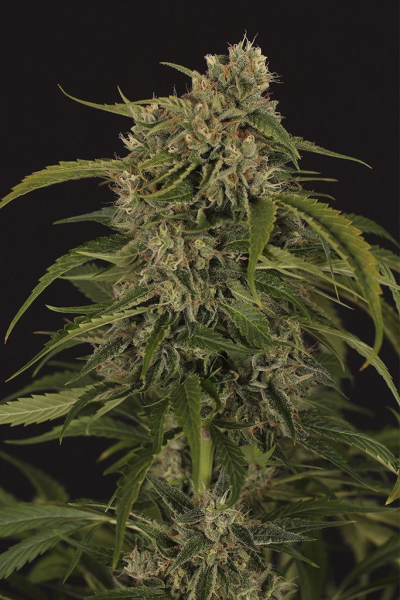 Sir Jack Auto CBD - EXOTIC SEED | TanieSianie.pl