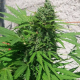 White Widow Original Auto - SUMO SEEDS | TanieSianie.pl