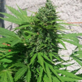 White Widow Original Auto - SUMO SEEDS