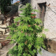 White Widow Original Auto - SUMO SEEDS | TanieSianie.pl