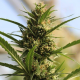 Cannaboom CBD + - Original Sensible Seeds | TanieSianie.pl