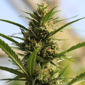 Cannaboom CBD + - Original Sensible Seeds | TanieSianie.pl