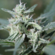 Cannafuel CBD + - Original Sensible Seeds | TanieSianie.pl