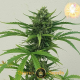 White Cheese Auto - SUMO SEEDS | TanieSianie.pl