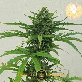 White Cheese Auto - SUMO SEEDS | TanieSianie.pl