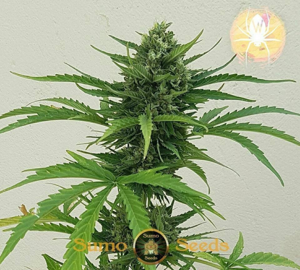 White Cheese Auto - SUMO SEEDS | TanieSianie.pl