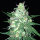 Sumos OG Kush Auto - SUMO SEEDS | TanieSianie.pl