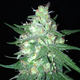 Sumos OG Kush Auto - SUMO SEEDS | TanieSianie.pl