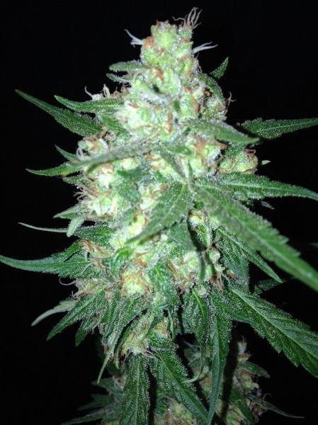 Sumos OG Kush Auto - SUMO SEEDS | TanieSianie.pl
