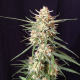 Impala 64 Haze Auto - SUMO SEEDS | TanieSianie.pl