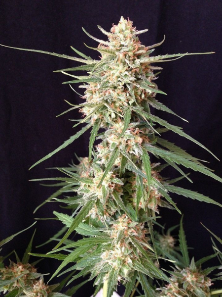 Impala 64 Haze Auto - SUMO SEEDS | TanieSianie.pl