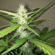 Amnesia Ganja Haze Auto - SUMO SEEDS | TanieSianie.pl