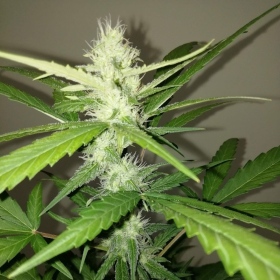 Amnesia Ganja Haze Auto - SUMO SEEDS | TanieSianie.pl
