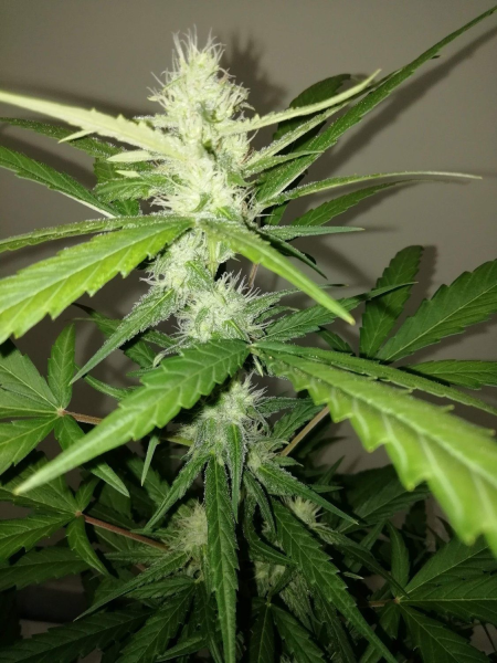 Amnesia Ganja Haze Auto - SUMO SEEDS | TanieSianie.pl