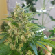 AK Full Auto - SUMO SEEDS | TanieSianie.pl