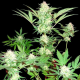 Goji Haze - SUMO SEEDS | TanieSianie.pl