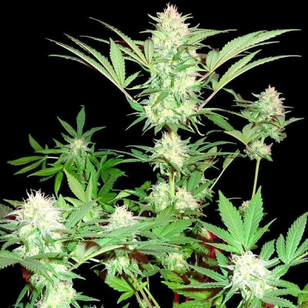 Goji Haze - SUMO SEEDS | TanieSianie.pl