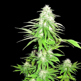 Zombie Haze - SUMO SEEDS | TanieSianie.pl