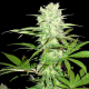 Thunderstruck - SUMO SEEDS | TanieSianie.pl