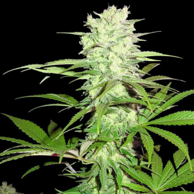 Thunderstruck - SUMO SEEDS | TanieSianie.pl