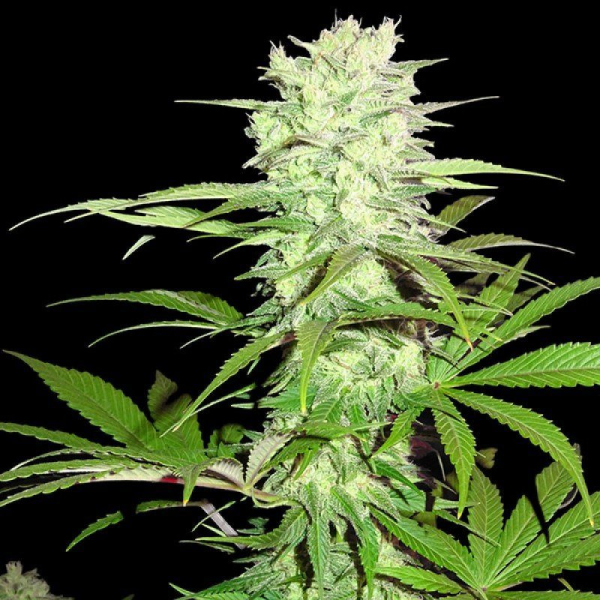 Thunderstruck - SUMO SEEDS | TanieSianie.pl