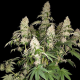 White Caramel Cookie - SUMO SEEDS | TanieSianie.pl