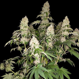White Caramel Cookie - SUMO SEEDS | TanieSianie.pl
