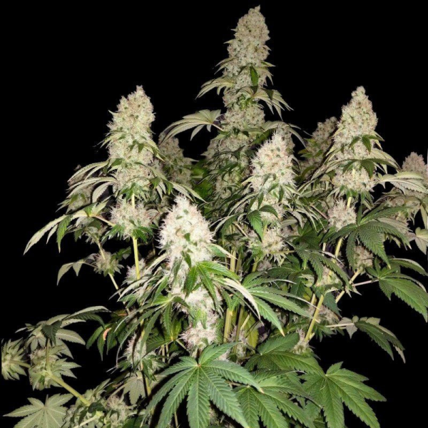 White Caramel Cookie - SUMO SEEDS | TanieSianie.pl