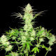Ultimate AK - SUMO SEEDS | TanieSianie.pl