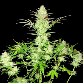 Ultimate AK - SUMO SEEDS | TanieSianie.pl